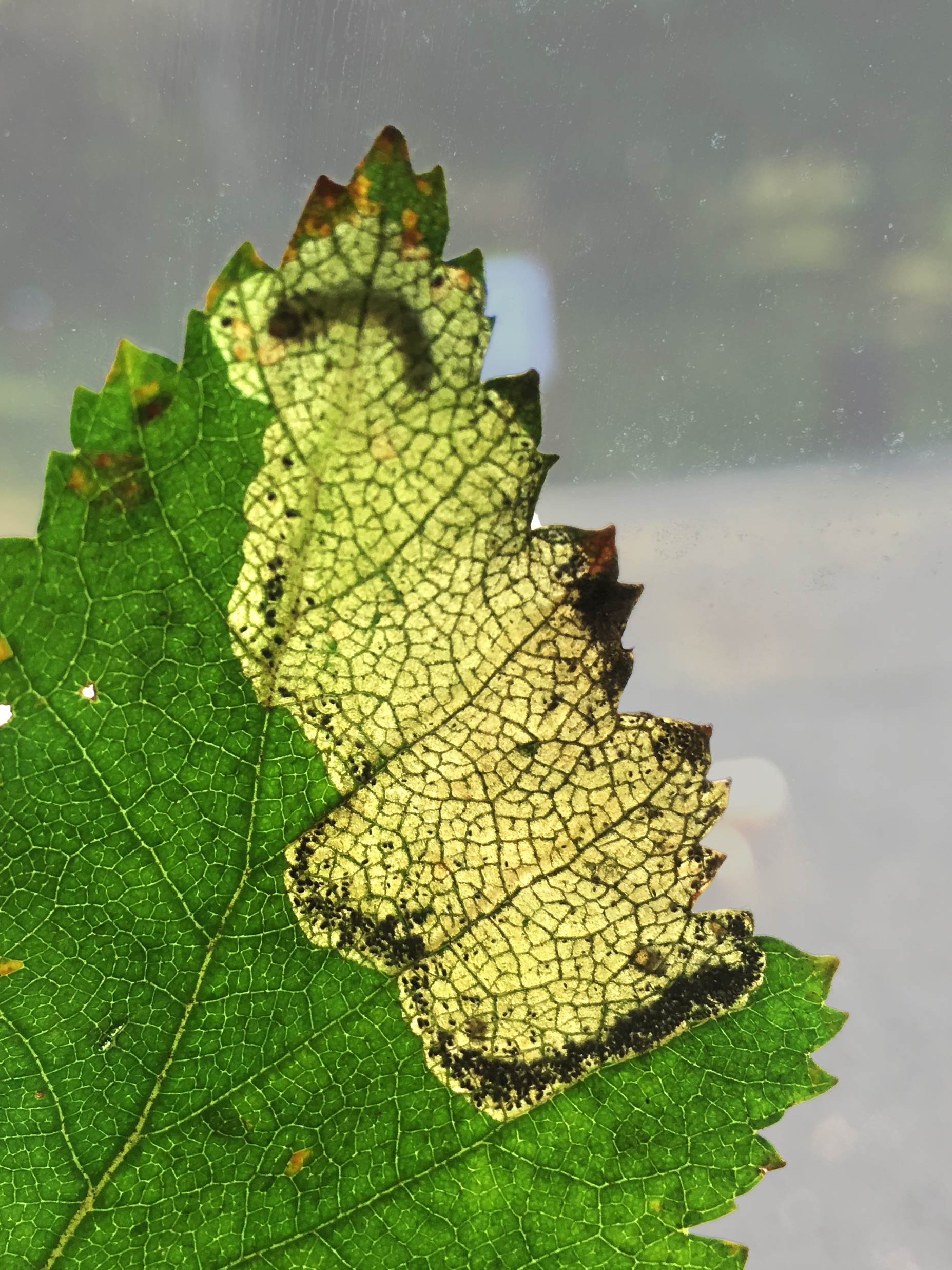 Birkiþéla_Mógilsá ágúst 2017_BH.jpg